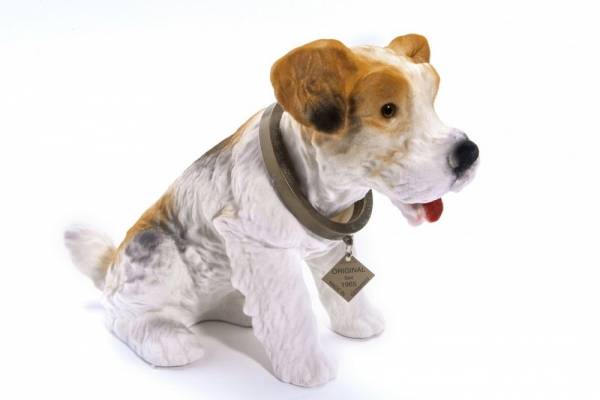 Terrier - stor nikkehund - tricolor