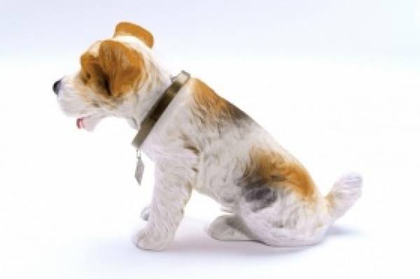 Terrier - stor nikkehund - tricolor