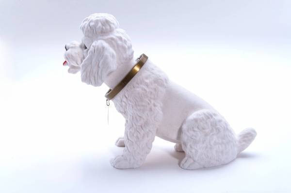 Puddel - stor hvit nikkehund